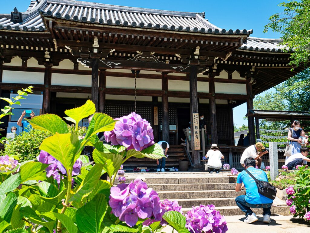 般若寺　本堂前のアジサイ