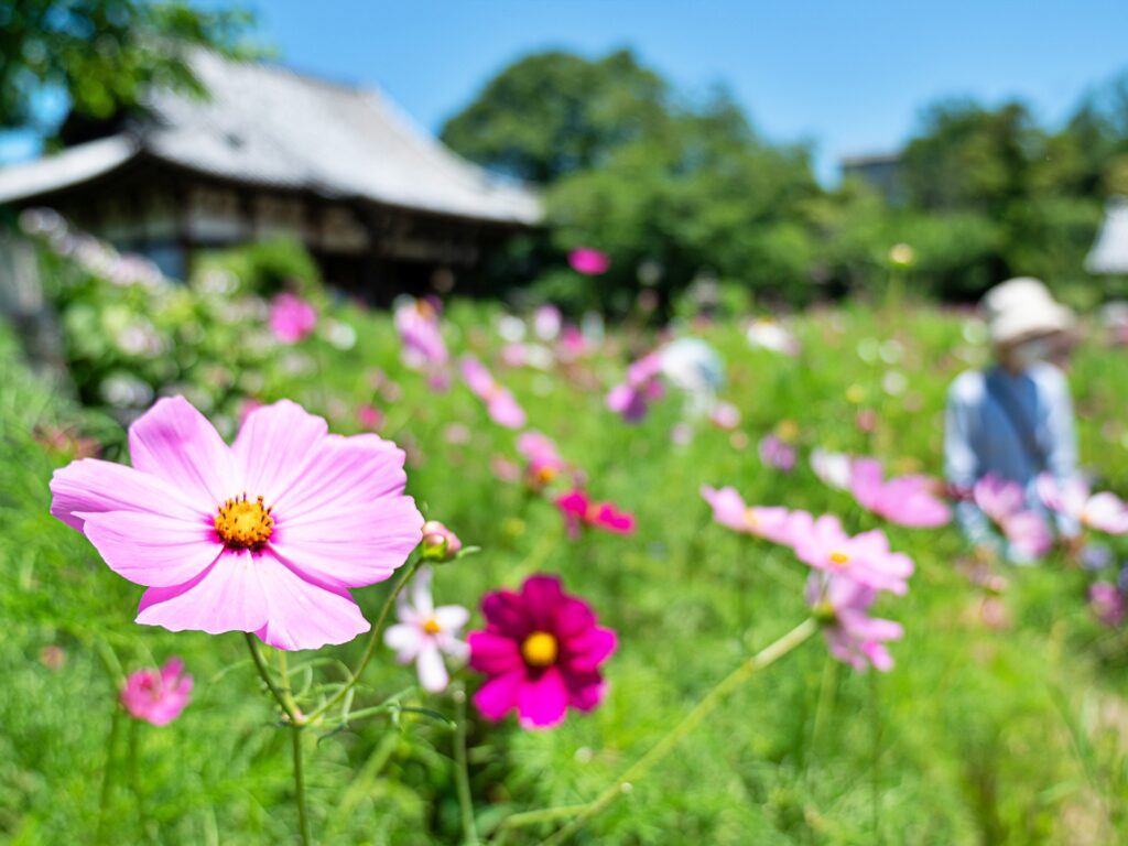 般若寺　夏コスモス