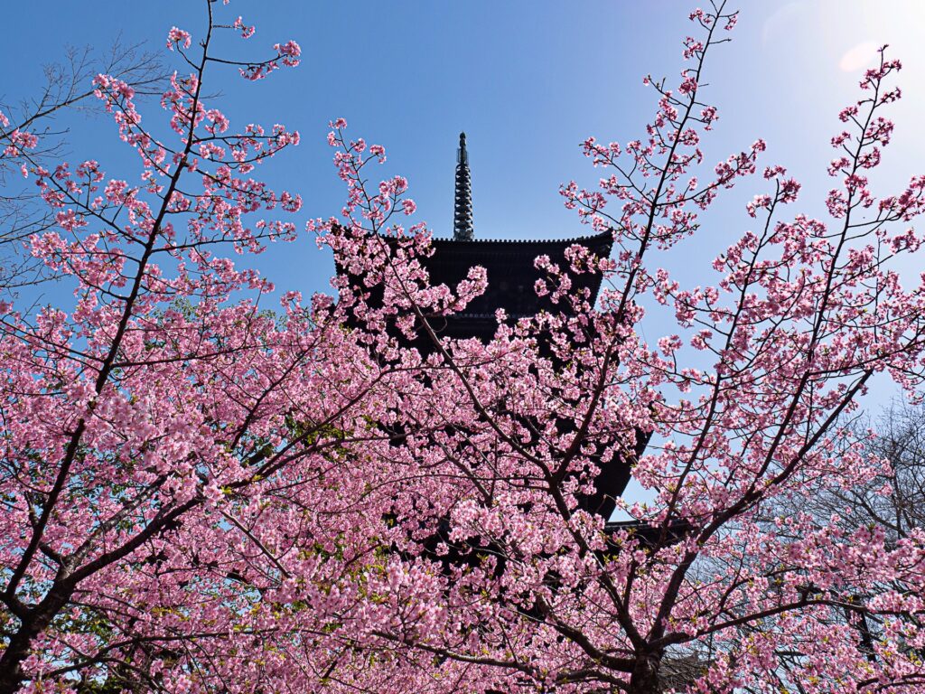 東寺の河津桜と五重塔