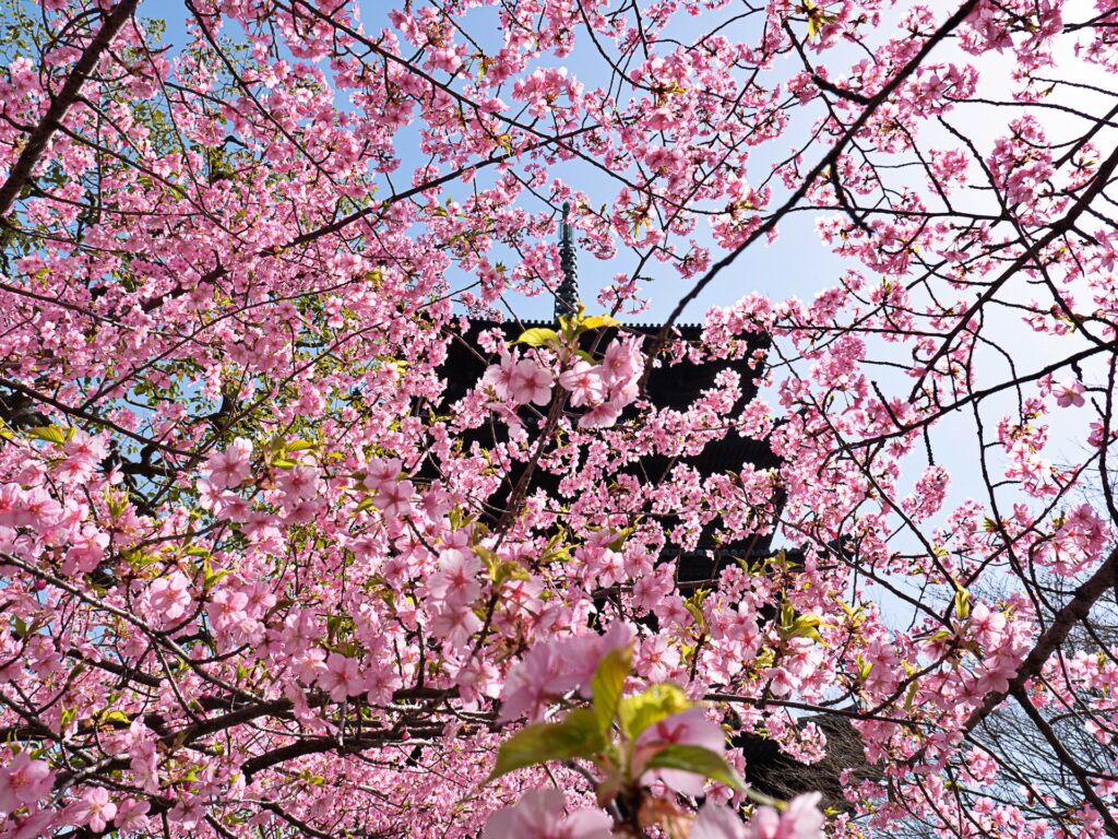 東寺の河津桜と五重塔