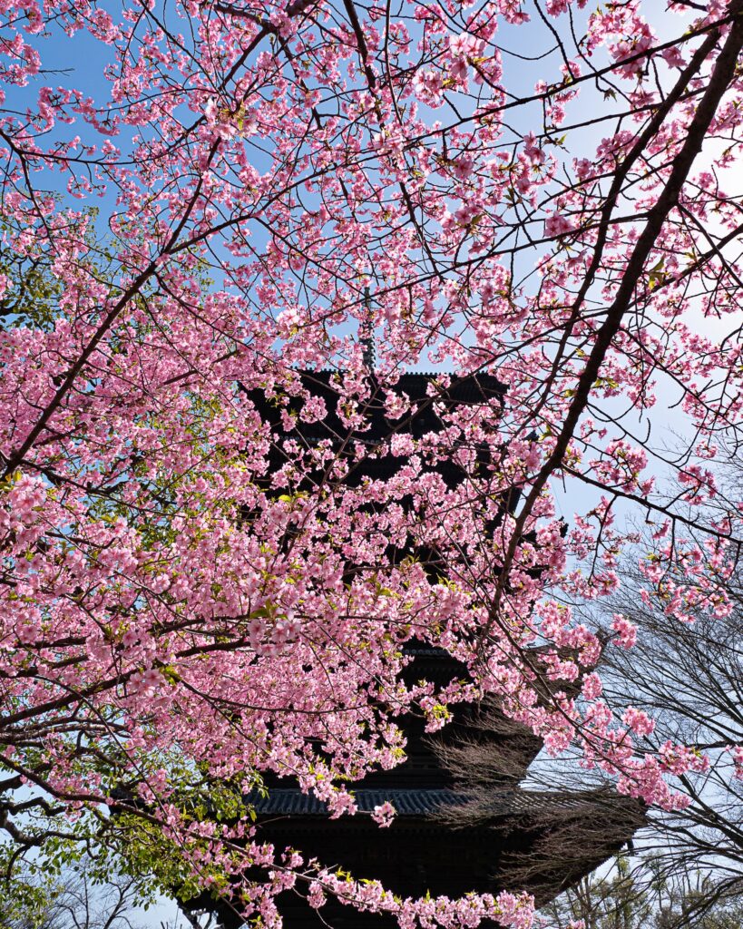 東寺の河津桜と五重塔