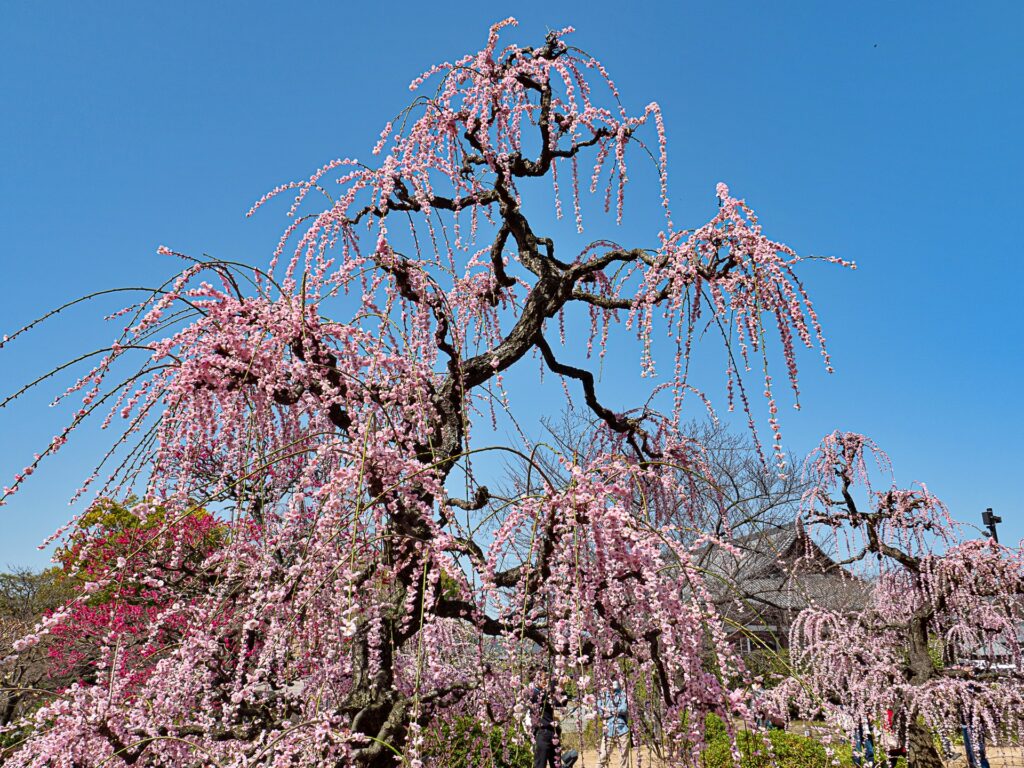 東寺の梅