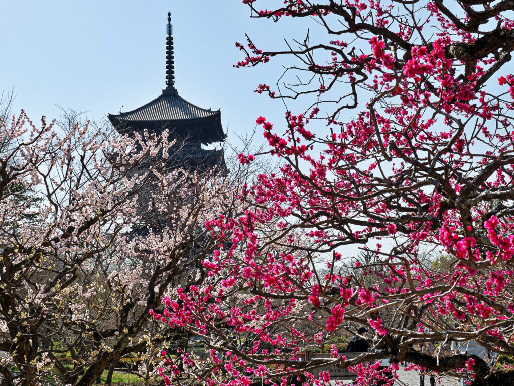 東寺の梅と五重塔