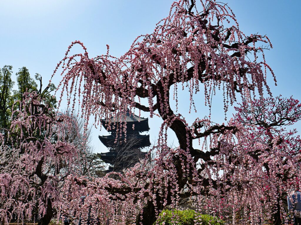 東寺の梅と五重塔