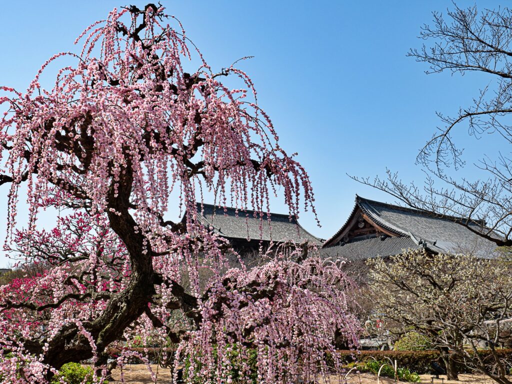 東寺の梅と金堂と講堂