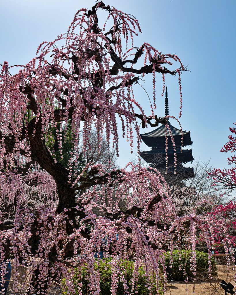 東寺の梅と五重塔