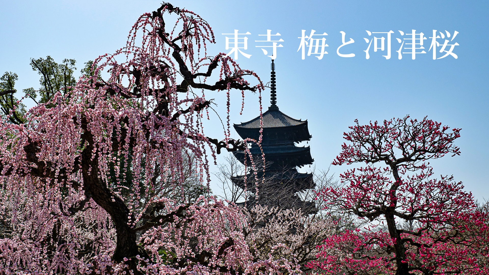 東寺　梅と河津桜