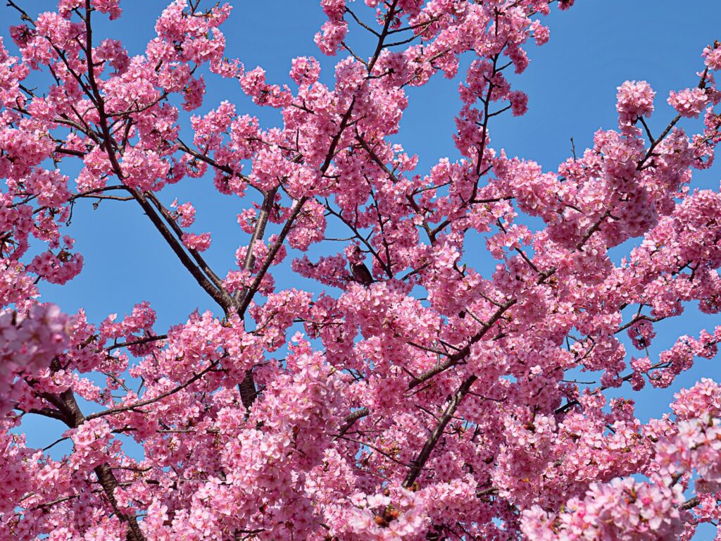 淀の河津桜