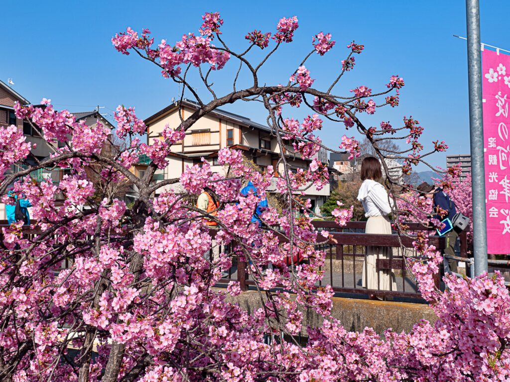 淀の河津桜