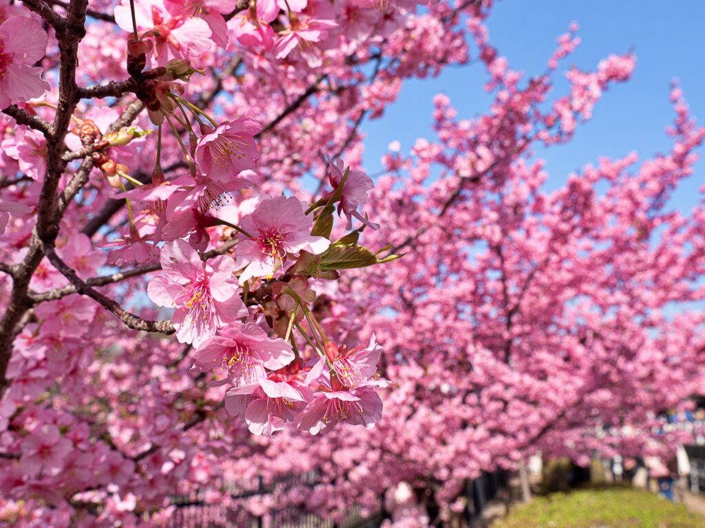 淀の河津桜