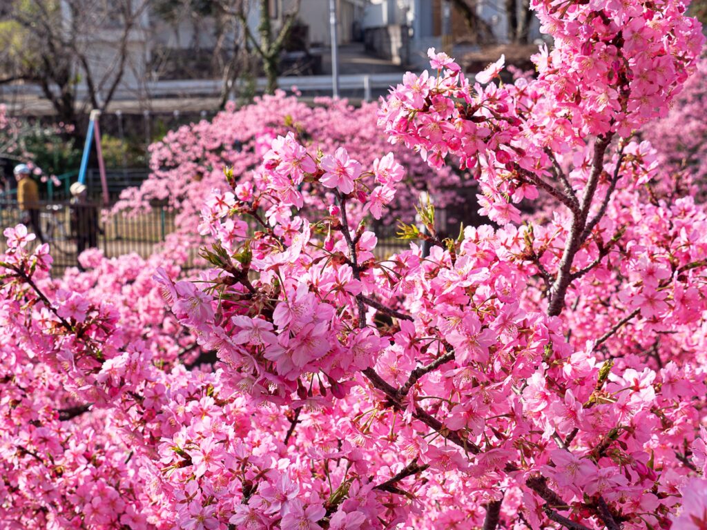 淀の河津桜