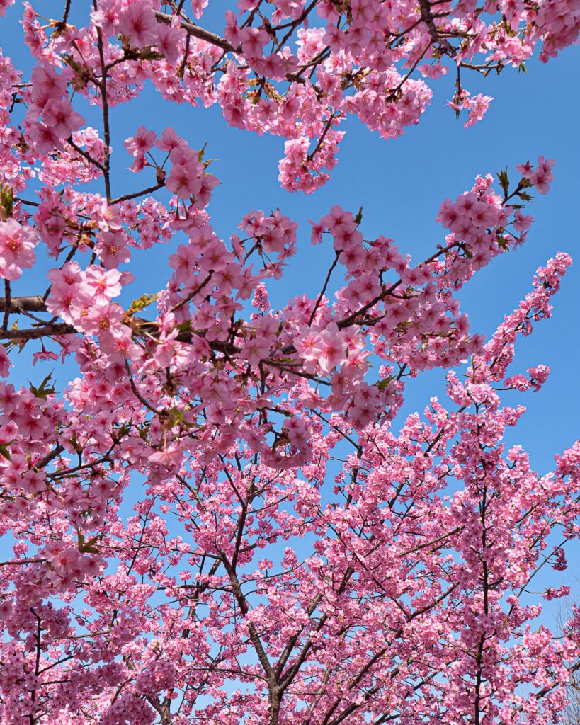 淀の河津桜