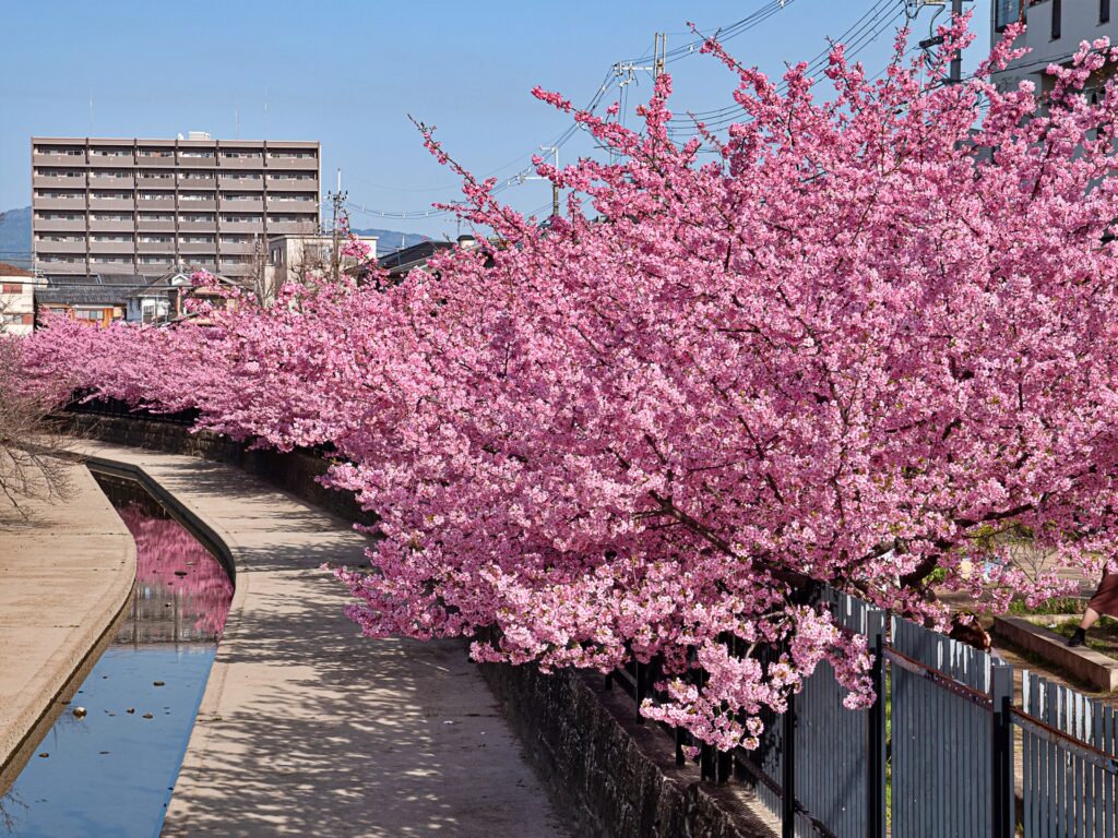 淀の河津桜